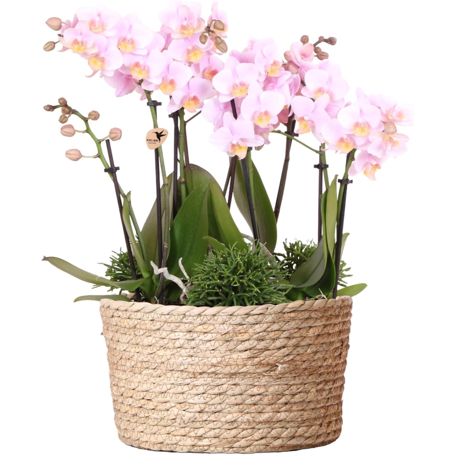 Kolibri Orchids Pflanzenset  inkl. Wassertank Drei Rosa Orchideen Andorra 9cm & Drei Grünpflanzen Rhipsalis Dschungelstr