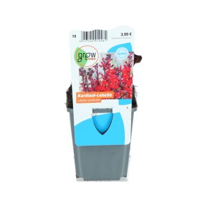 Kardinalslobelie Rot im Topf, leuchtend rote Blüten, geeignet für den Gartenteich.