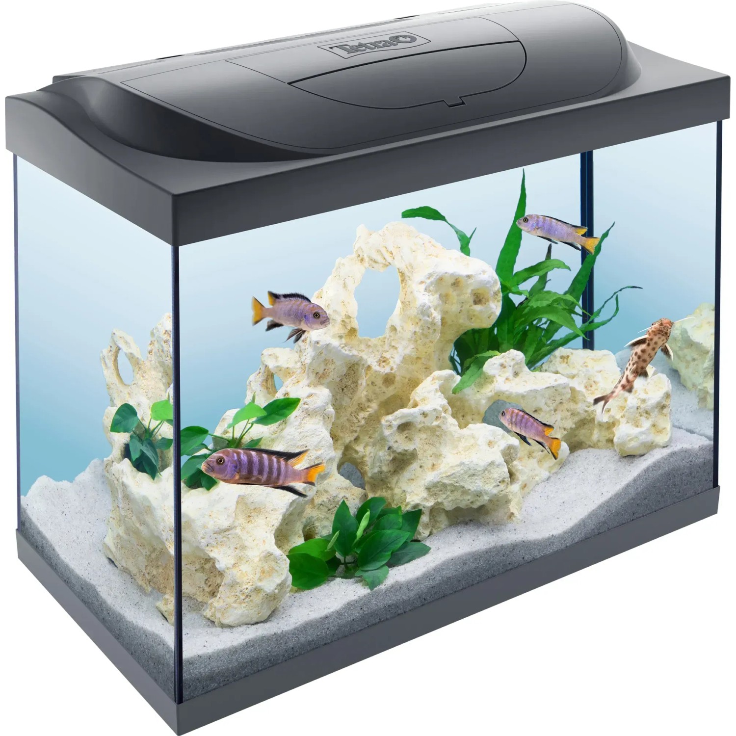 Tetra Starter Line LED Aquarium 80 l, Komplettset mit Fischen, Pflanzen und Deko.