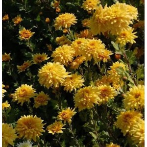 Gelbe Winteraster Friederike (Chrysanthemum hortorum) im Gartenbeet.