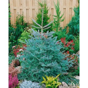 Koreanische Tanne 'Inga' (60-70 cm) im Garten, immergrüner Hausbaum mit bläulichen Nadeln und Zapfen.