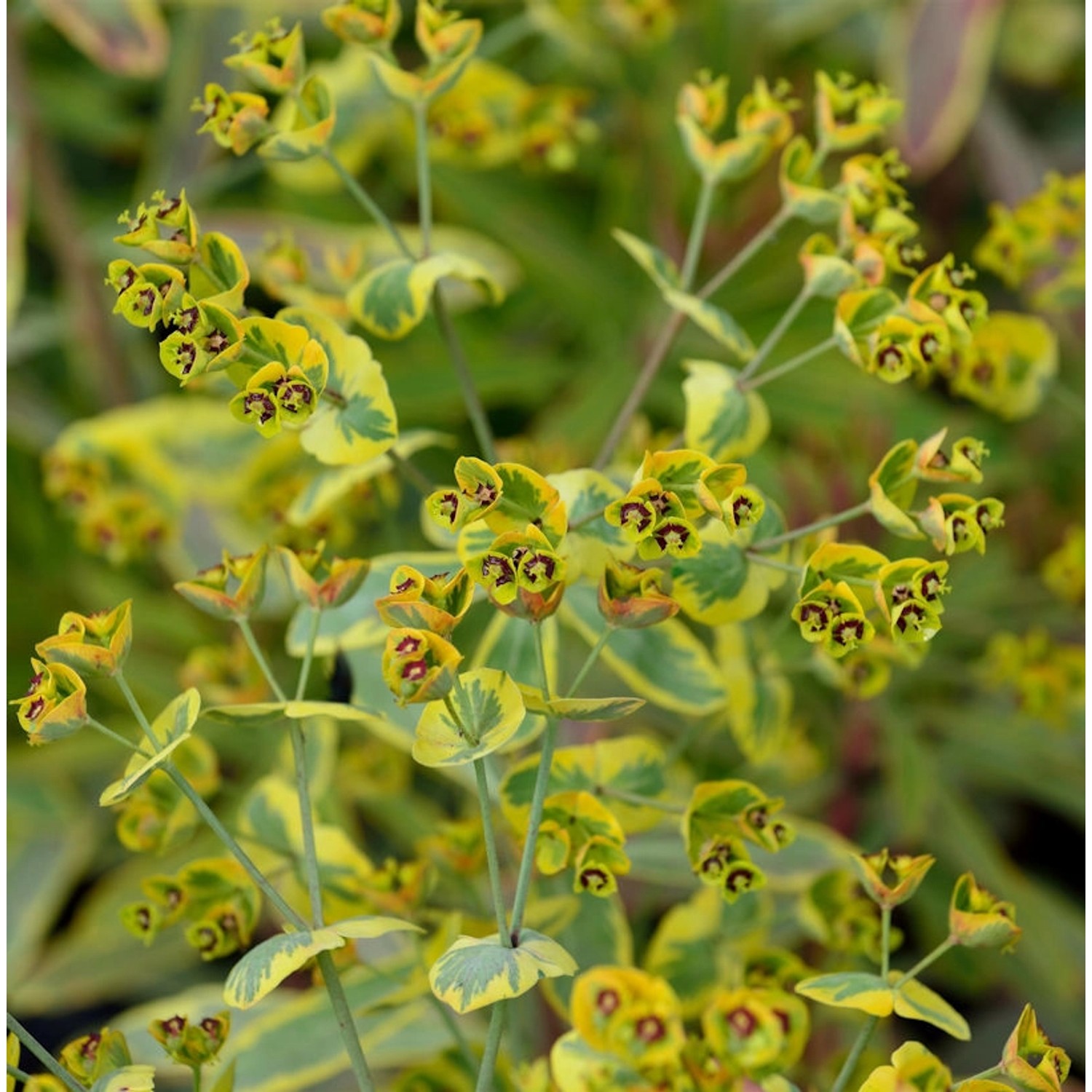 Palisaden Wolfsmilch Blue Wonder - Euphorbia characias günstig online kaufen