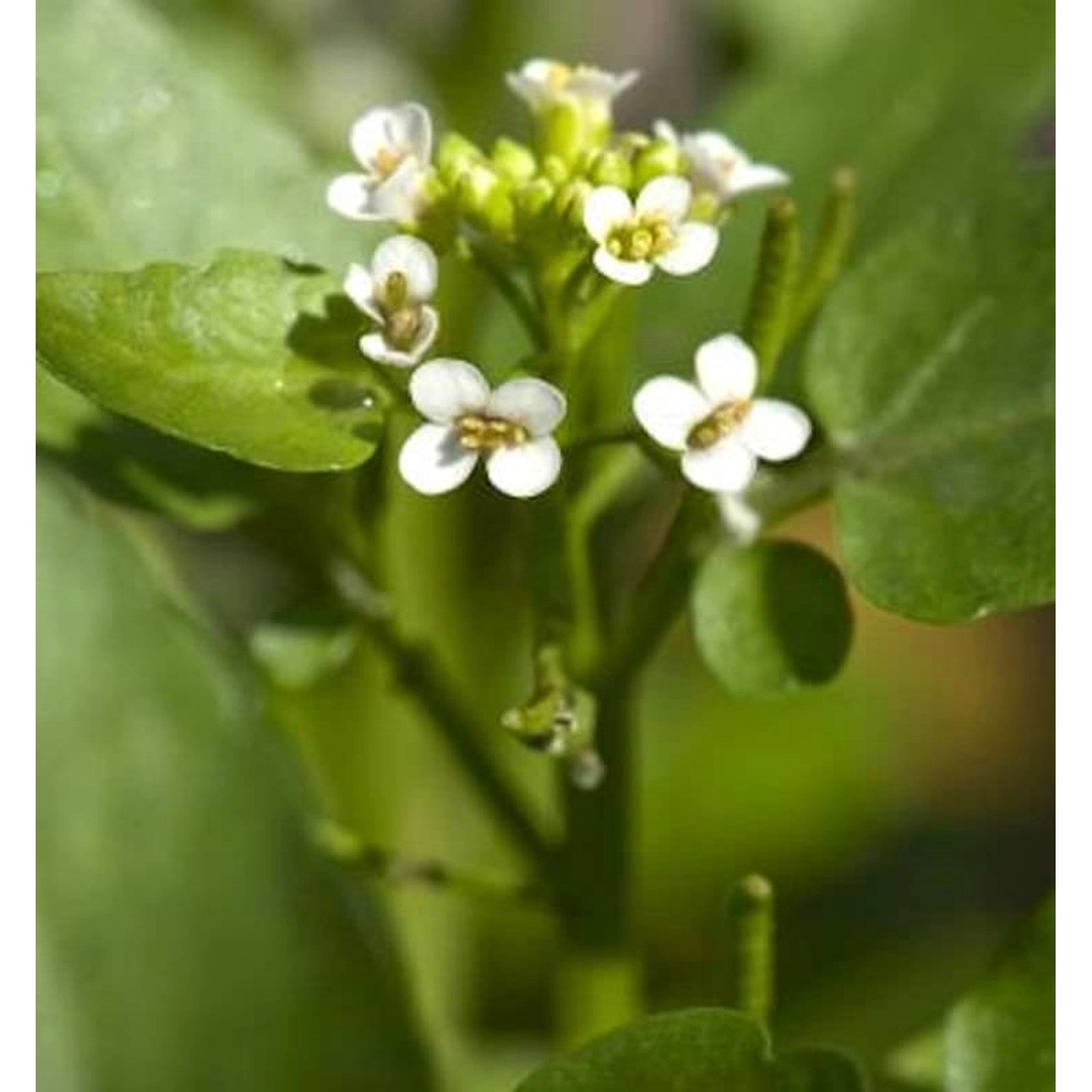 Brunnenkresse - Nasturtium officinale günstig online kaufen