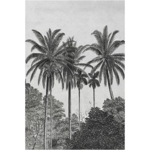 Fototapete Palmen, schwarz-weiß, 300x200 cm. Dekorative Wandgestaltung mit tropischem Flair.