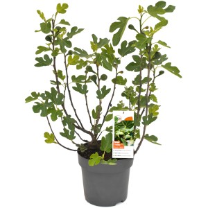 GROW by OBI Feigenbusch Firoma im Topf, ca. 42cm hoch, mit grünen Blättern und kleinen Feigen.