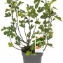GROW by OBI Feigenbusch Firoma im Topf, ca. 42cm hoch, mit grünen Blättern und kleinen Feigen.