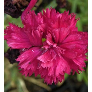 Nahaufnahme einer pinkfarbenen Federnelke (Dianthus plumarius) der Sorte Heidi.