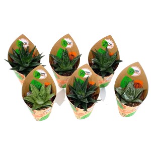 6er-Set GROW by OBI Haworthien, verschiedene Sukkulenten im Topf (Ø 5,5 cm).