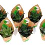 6er-Set GROW by OBI Haworthien, verschiedene Sukkulenten im Topf (Ø 5,5 cm).