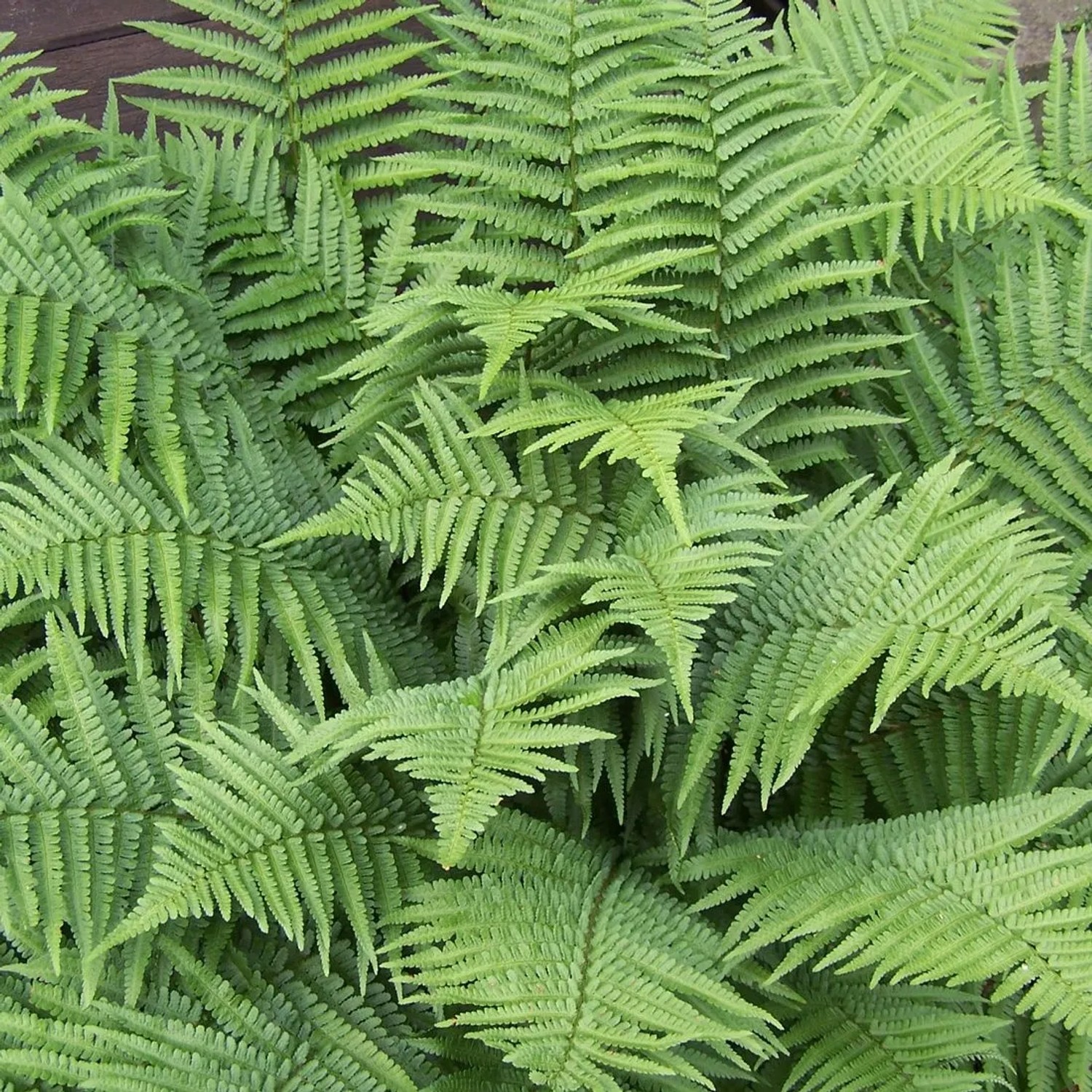 6 x Wurmfarn Dryopteris filix-mas Topf 9cm Robustes Laub