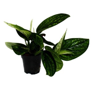 Exotenherz Epipremnum Pinnatum Marble Planet im 12cm Topf, grüne Struktur-Efeutute.