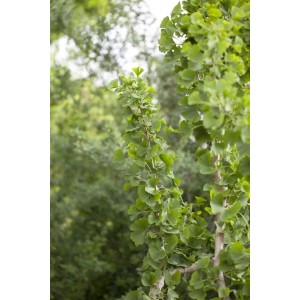 Ginkgo Biloba Fächerblattbaum, 125–150 cm, mit grünen Blättern im Garten.