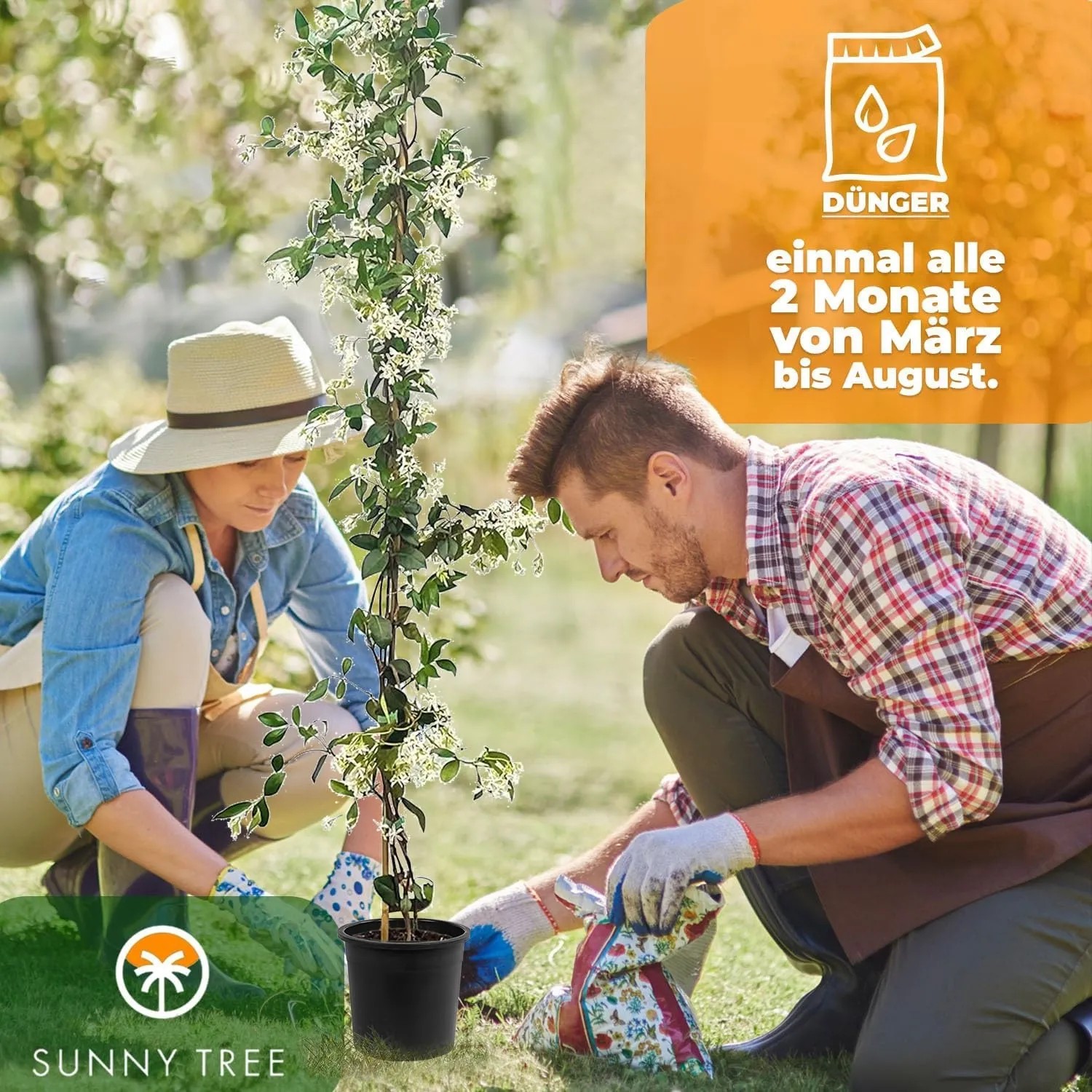 Toskanischer Jasmin (6 Stk.) im Garten, gepflanzt von zwei Personen. Kletterpflanze, winterhart bis -18°C.