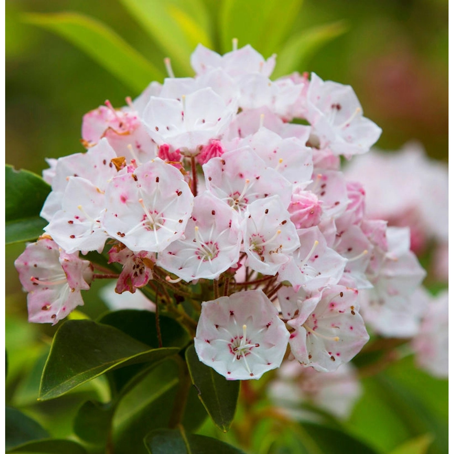 Weißes Lorbeerröslein 20-30cm - Kalmia angustifolia günstig online kaufen