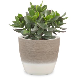 Scheurich Übertopf 950, Ø 19 cm, Espresso Cream, mit Pflanze. Keramiktopf für den Innenbereich.