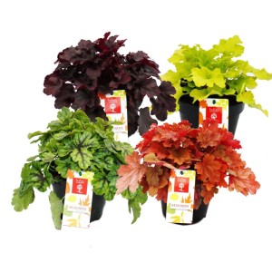 Winterharte Heuchera-Mix 'Indian Summer' im 15cm Topf, verschiedene Farben. Bodendecker für Beet und Garten.
