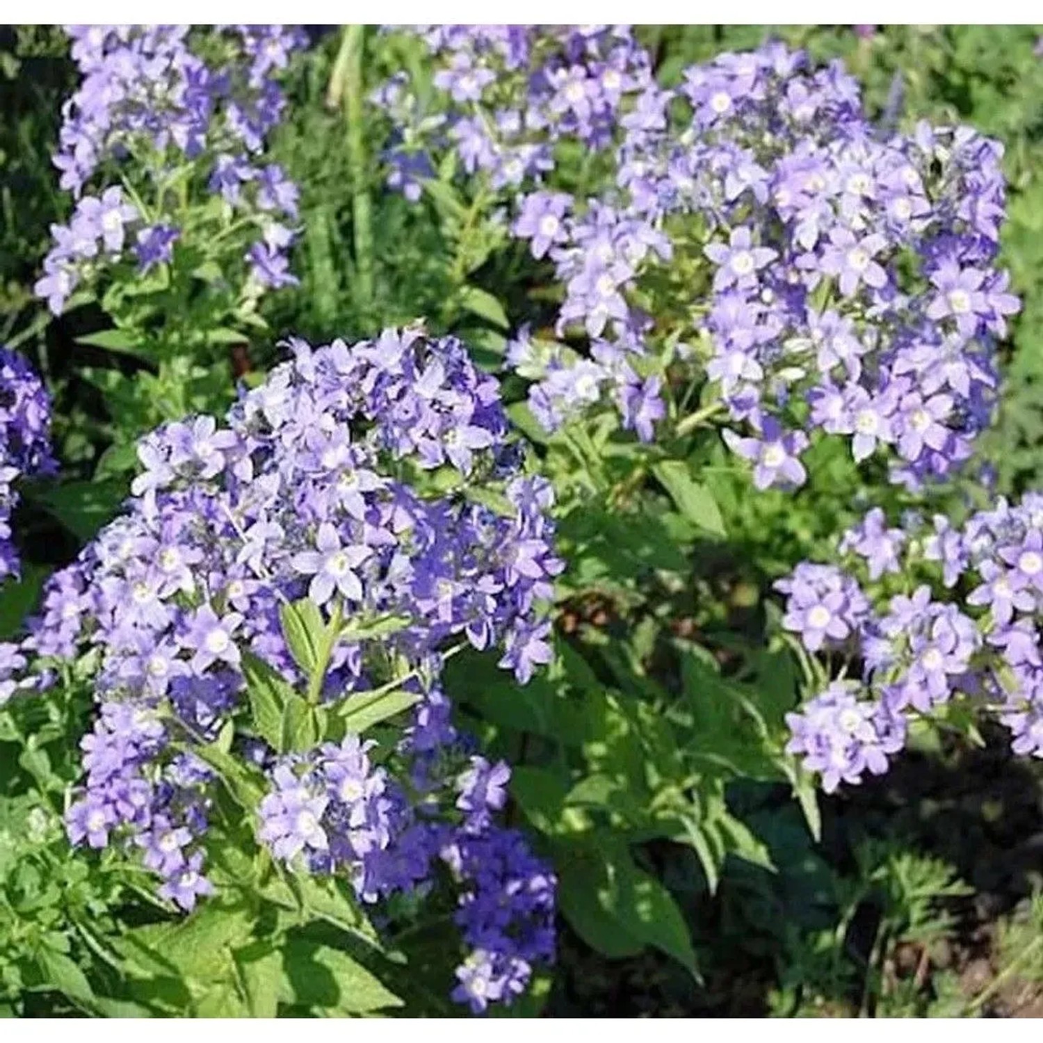 Doldenglockenblume Prichard - Campanula,actiflora