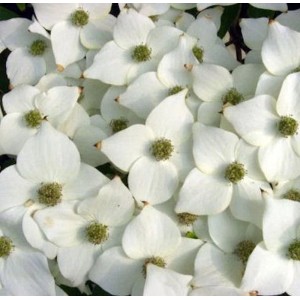 Nahaufnahme des Japanischen Blumenhartriegel 'Milky Way' mit weißen Blüten.