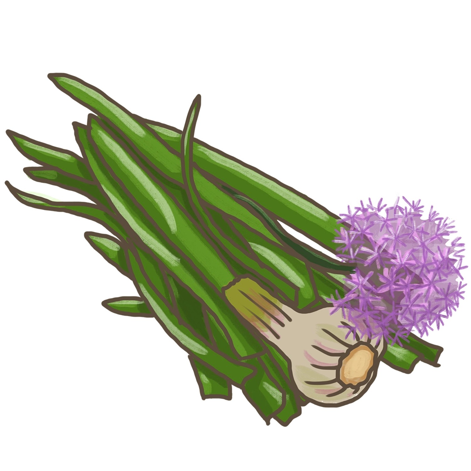 Blu Garten-Knofi (Allium) mit grünen Blättern und lila Blüte im Topf.