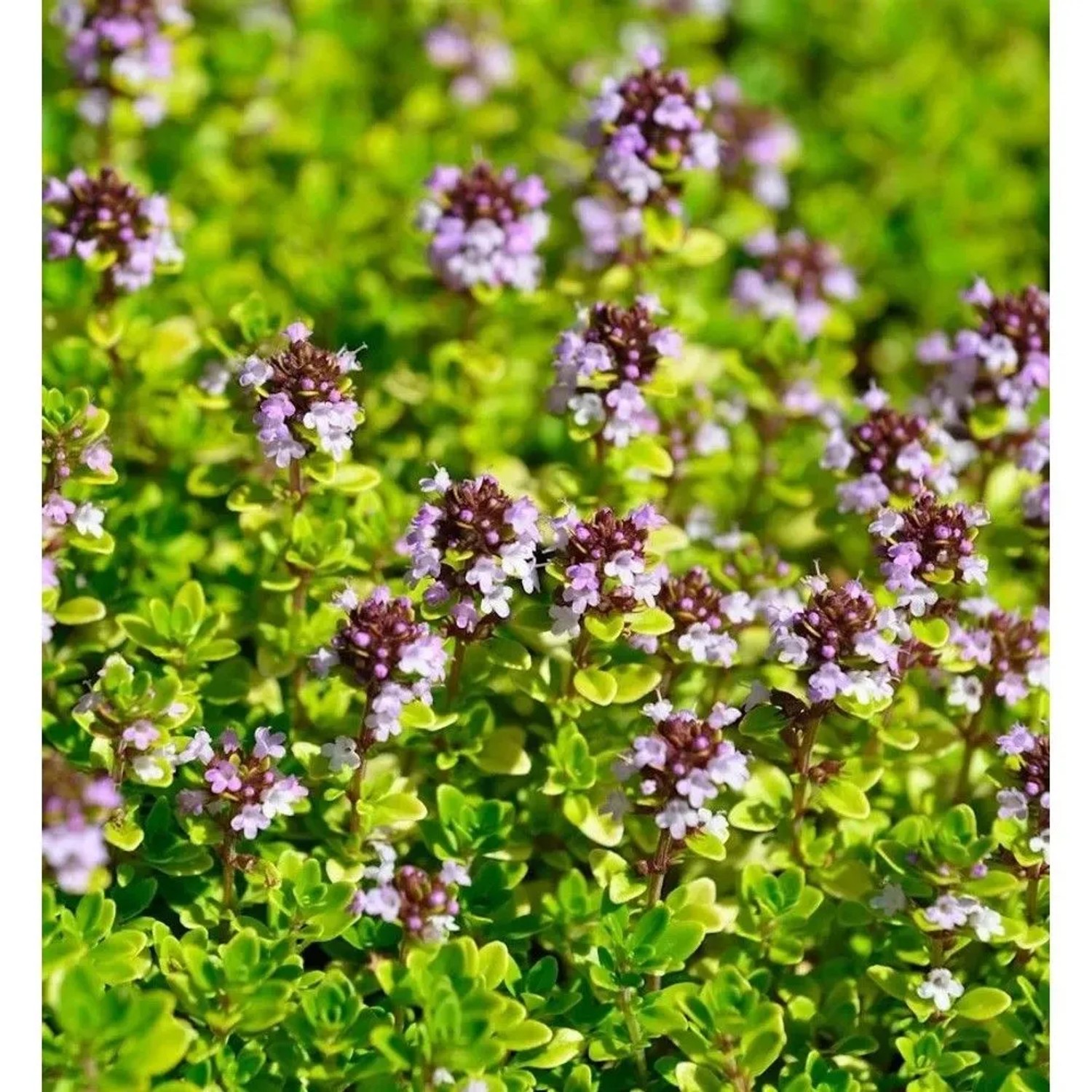 Breitblättrige Thymian E.B.Anderson - Thymus pulegioides