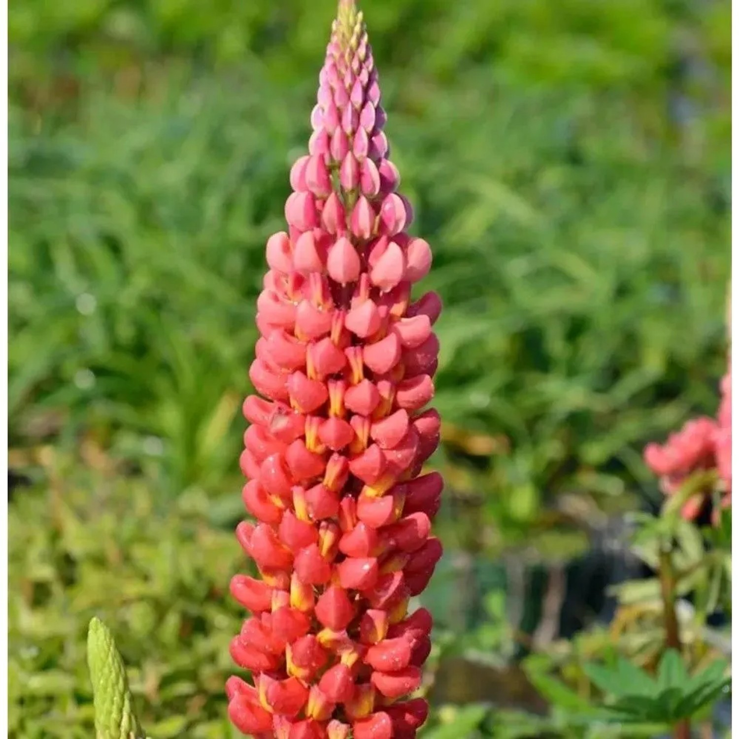 Gartenlupinie Mein Schloß - Lupinus polyphyllus