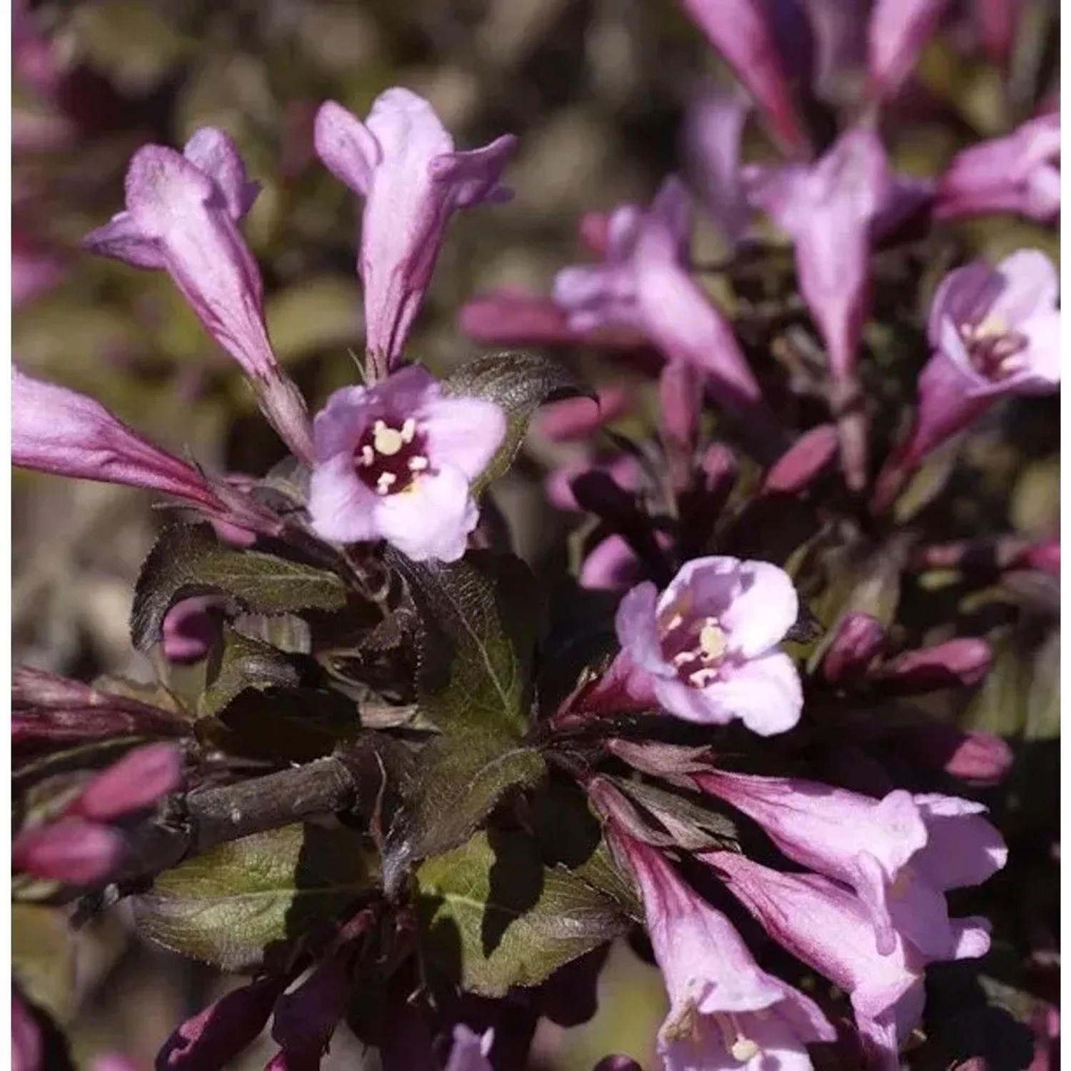 Purpurweigelie 125-150cm - Weigela florida