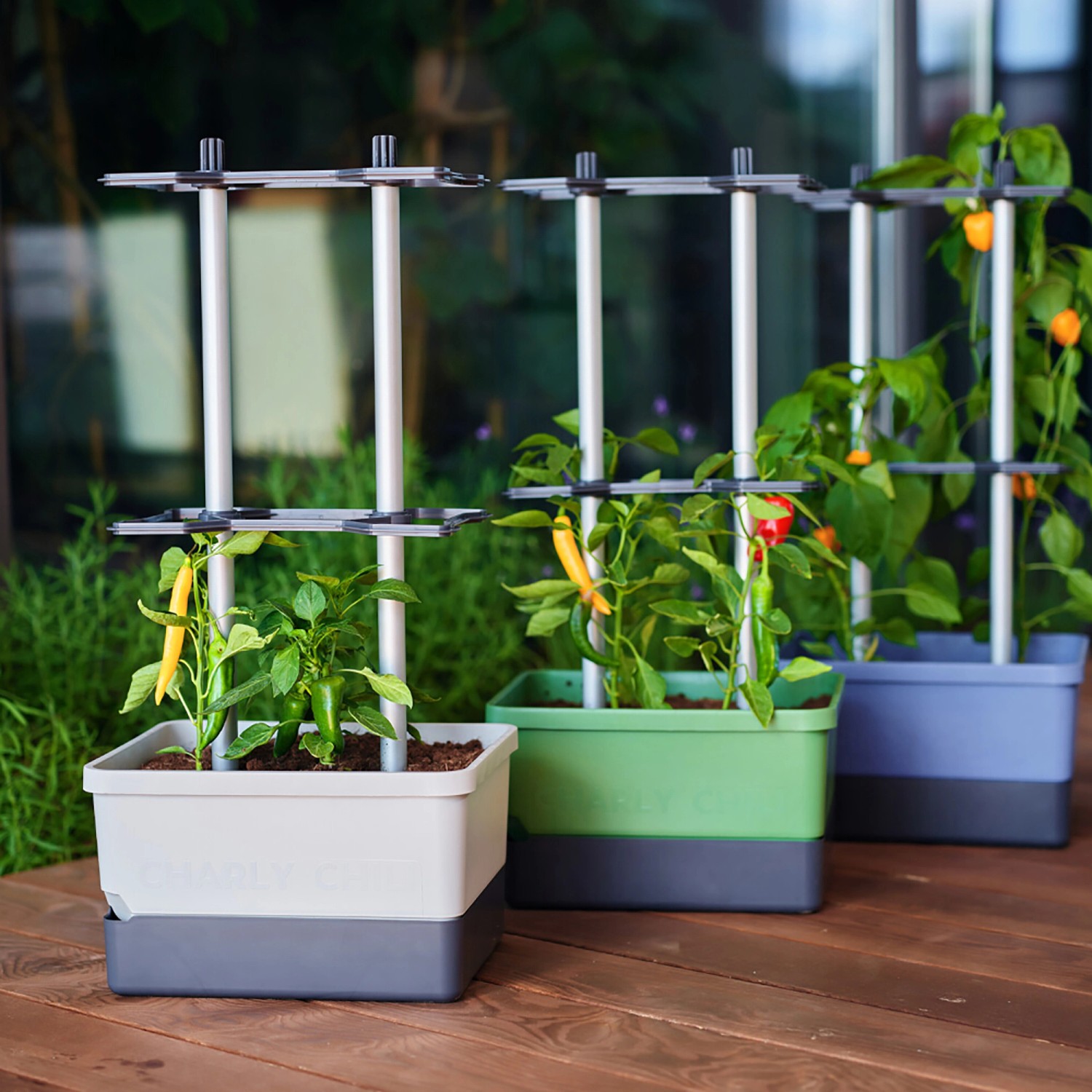 Gusta Garden Anzuchtsgefäß Charly Chili, 10L, dunkelgrün, mit Rankhilfe und Chili-Pflanzen in verschiedenen Farben.