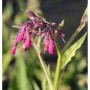 Kaukasus Beinwell Goldsmith - Symphytum grandiflorum_2