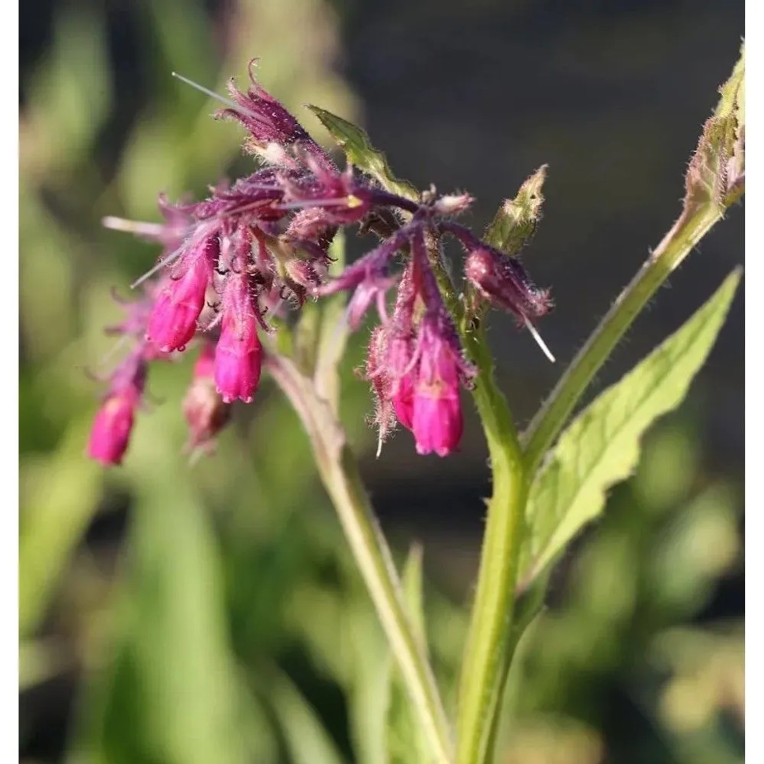 Kaukasus Beinwell Goldsmith - Symphytum grandiflorum_2