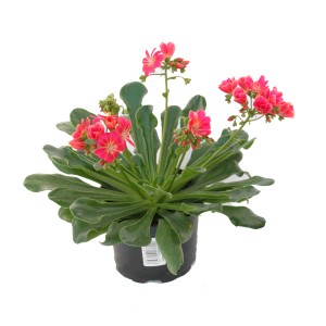 Porzellanröschen 'Lewisia Cotyledon' im Topf, rosa Blüten und grüne Blätter.