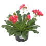 Porzellanröschen 'Lewisia Cotyledon' im Topf, rosa Blüten und grüne Blätter.