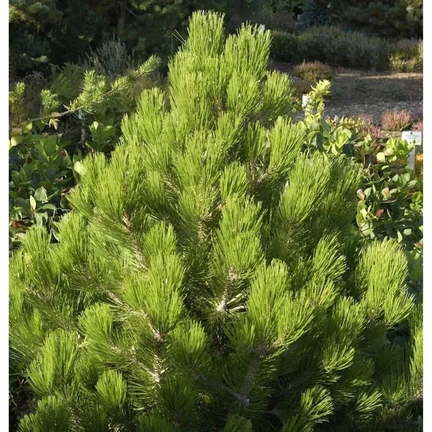 Zwerg Schlangenhautkiefer Zwerg Panzerkiefer 25-30cm  - Pinus heldreichii Compact Gem