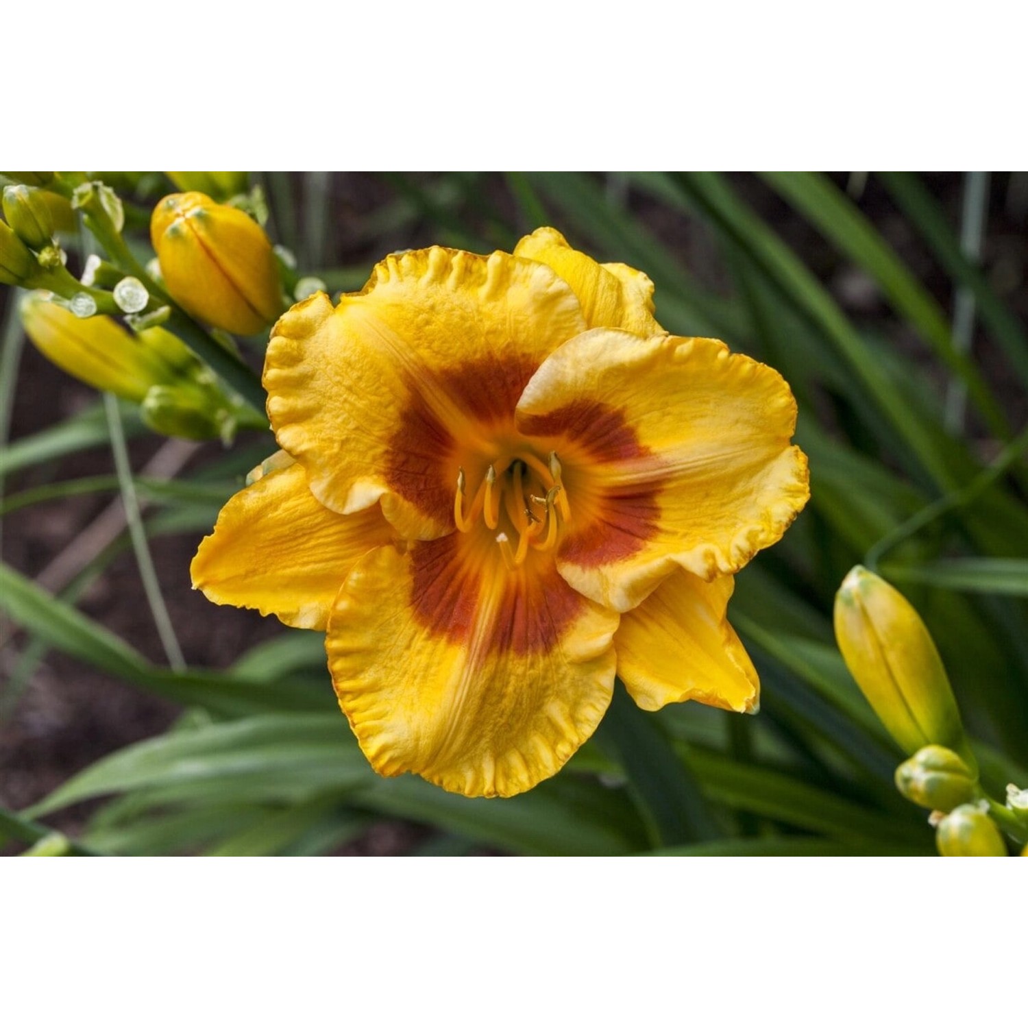 Hemerocallis X Cult. Fooled Me Taglilie Ca. 11x11 cm Topf günstig online kaufen