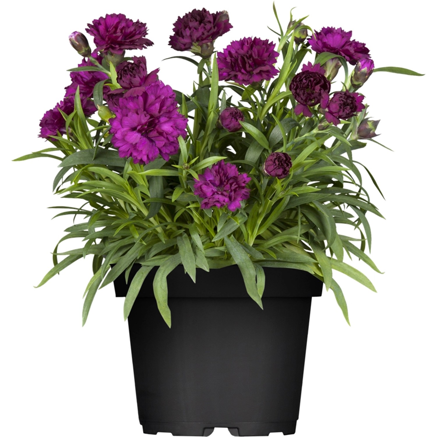 Gartennelke Violett Topf-Ø ca. 11 cm Dianthus caryophyllus