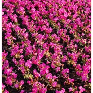 Blühende Rosen Primel Gigas (Primula rosea) als Bodendecker im Garten.