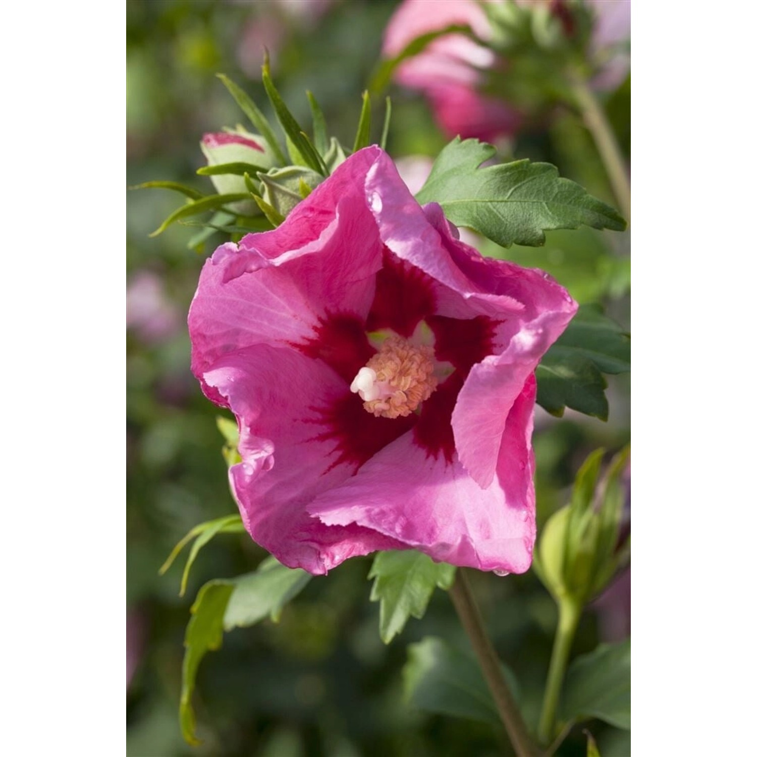 Hibiscus Syriacus Gartenhibiskus Pink Giant R Ca 12 cm Topf günstig online kaufen