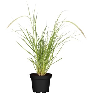 Weißbuntes Lampenputzergras 'Sky Rocket' im Topf, grün-weiße Blätter und rosa Blütenstände.