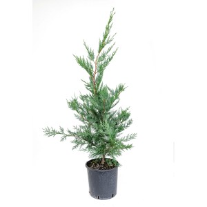 Grüne Baumzypresse (Cupressocyparis leylandii), ca. 80 cm hoch, im Topf.