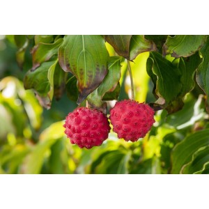 Nahaufnahme von zwei roten Früchten des Japanischen Blumen-Hartriegels Big Apple an einem Ast mit grünen Blättern.