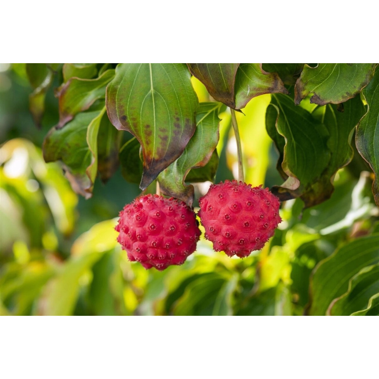 Cornus Kousa Big Apple Japanischer Blumen-Hartriegel 50–60 cm günstig online kaufen