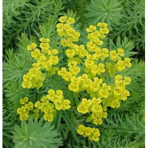 Gelb blühende Steppen-Wolfsmilch (Euphorbia seguieriana) im Detail.