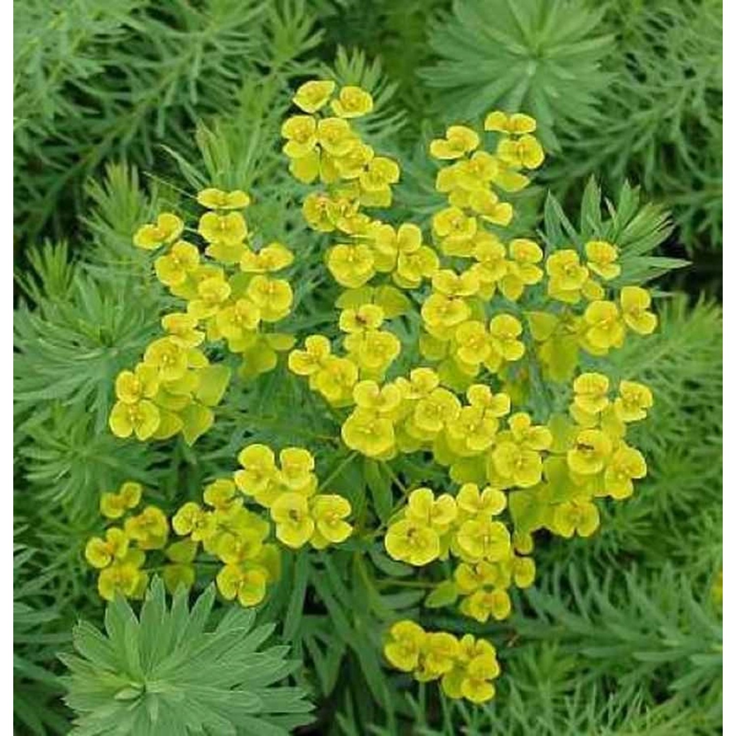 Steppen Wolfsmilch - Euphorbia seguieriana günstig online kaufen