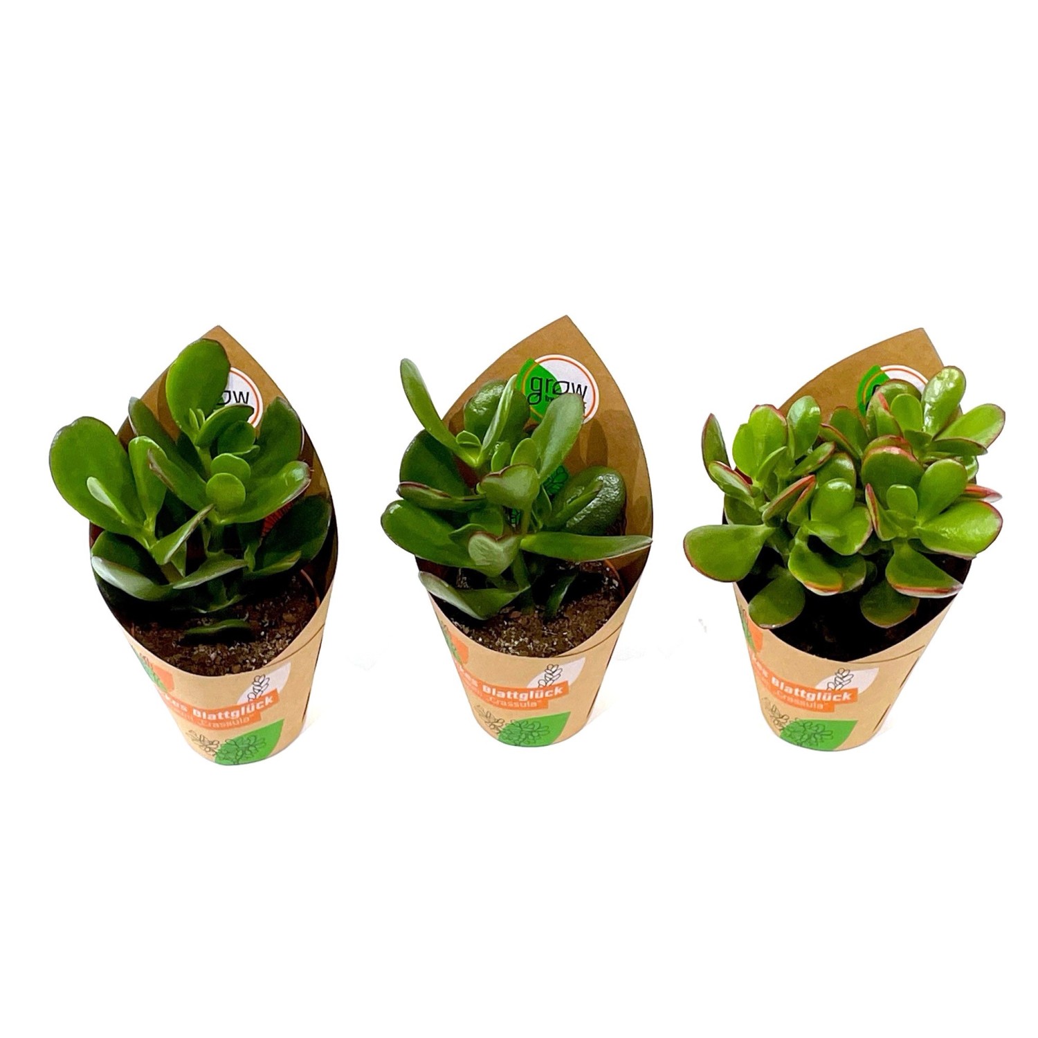 GROW by OBI Dickblatt Mix 3-fach sortiert Topf-Ø ca. 8,5 cm Crassula