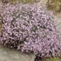 Moossteinbrech Rosenzwerg Rosa im 9 cm Topf, eine blühende Staude für halbschattige Standorte.