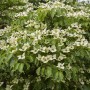 Blühender Chinesischer Blumen-Hartriegel (Cornus kousa chinensis China Girl) mit weißen Blüten.