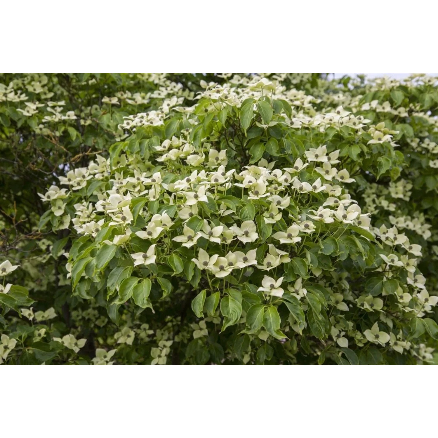 Blühender Chinesischer Blumen-Hartriegel (Cornus kousa chinensis China Girl) mit weißen Blüten.