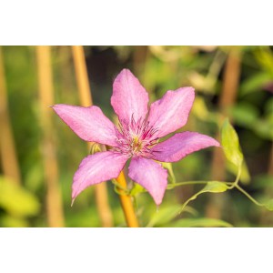 Nahaufnahme der rosa-lila Blüte der Clematis Hybride Giselle Waldrebe.