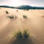 Vlies Fototapete Vivid Dunes 200x280 cm mit Dünenlandschaft und Gräsern.