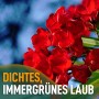 Nahaufnahme: Roter Oleander (Nerium oleander) mit üppigen Blüten, Kübelpflanze für Garten & Balkon.
