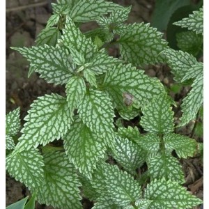 Goldnessel Silberteppich - Lamiastrum galeobdolon